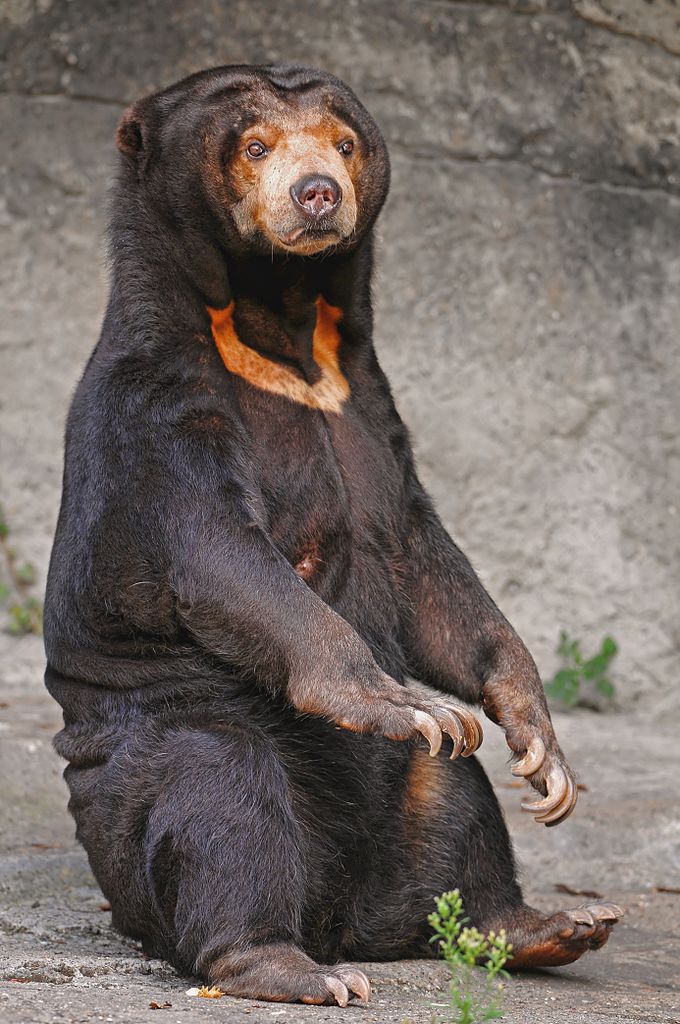 A female sun bear (or Malayan bear)