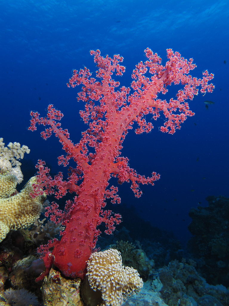 Soft coral Dendronephthya klunzingeri