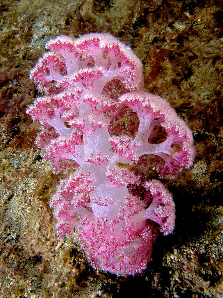 Dendronephthya sp. (pink soft coral)