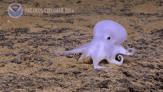 Ghostlike Octopod