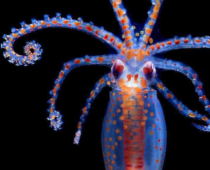 Octopus paralarva