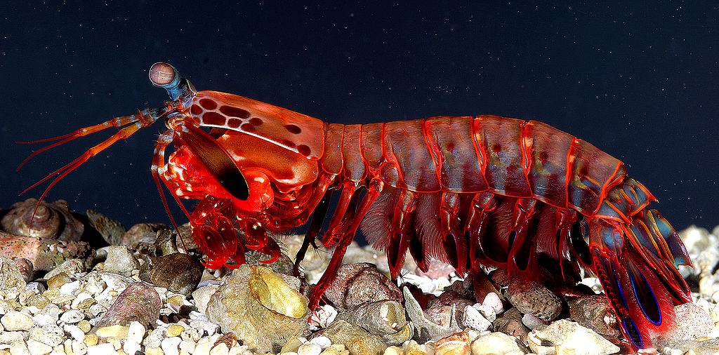 A female Odontodactylus Scyllarus mantis shrimp
