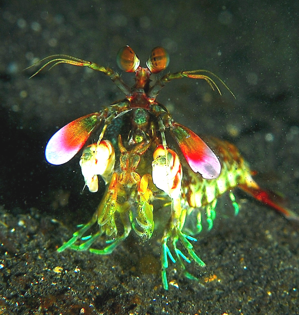 Mantis shrimp
