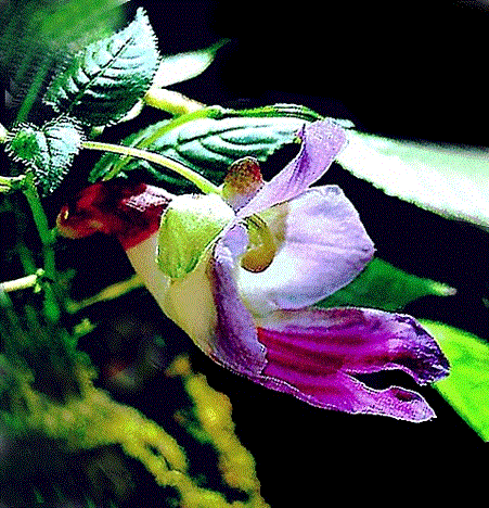 Impatiens psittacina (Parrot Flower)