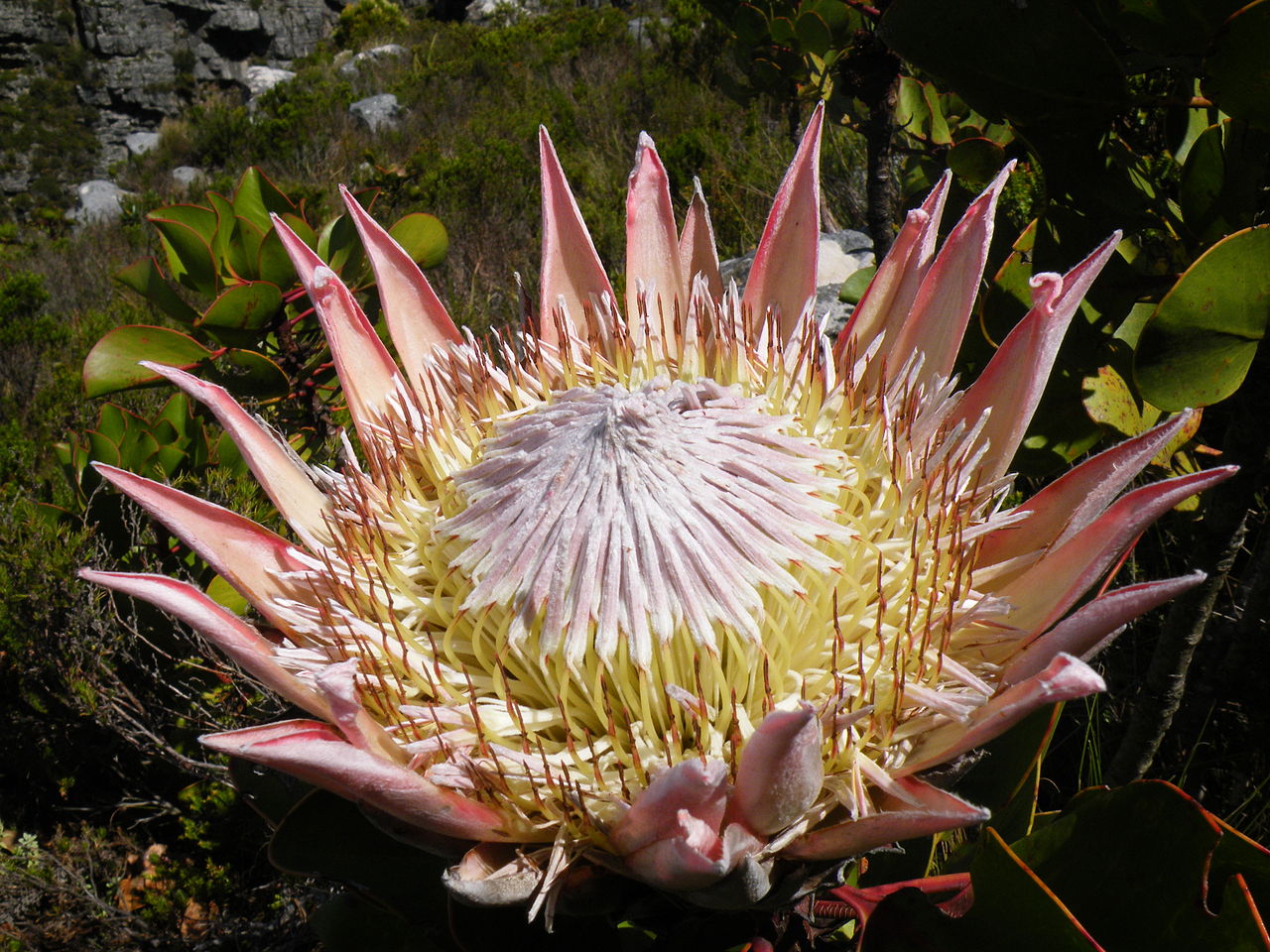 The King Protea, Protea cynaroides