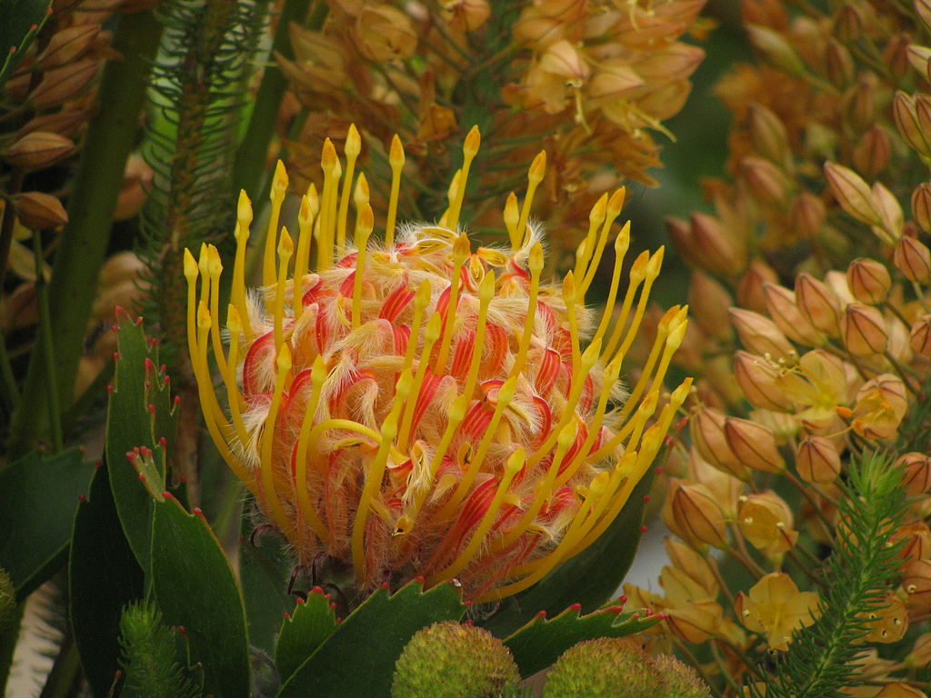 Protea cultivar