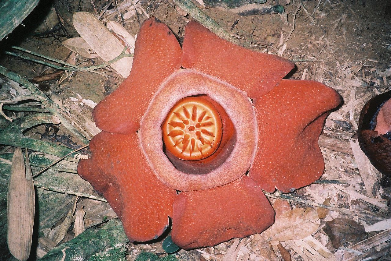 Rafflesia kerrii flower