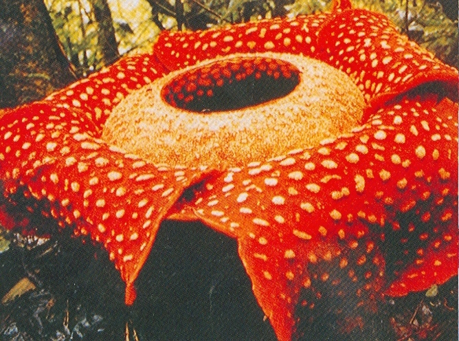 Rafflesia arnoldi (Bunga Padma raksasa)