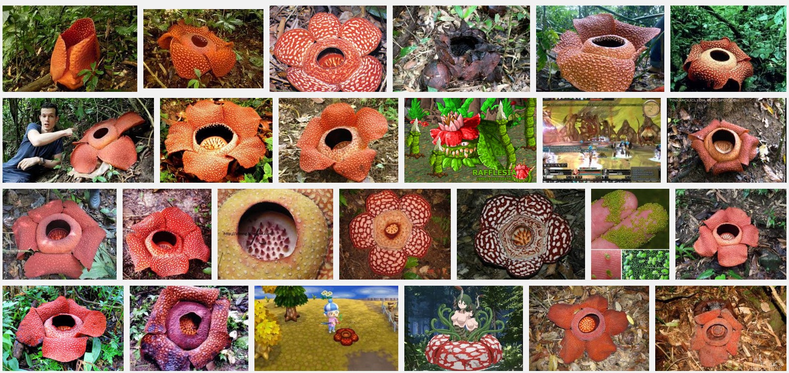 Rafflesia photo collage