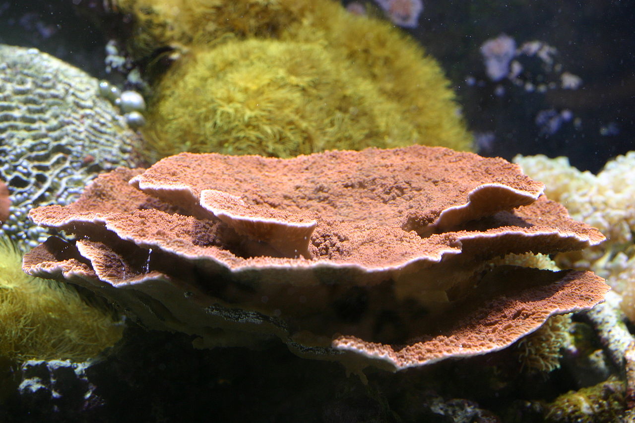 Healthy corals
