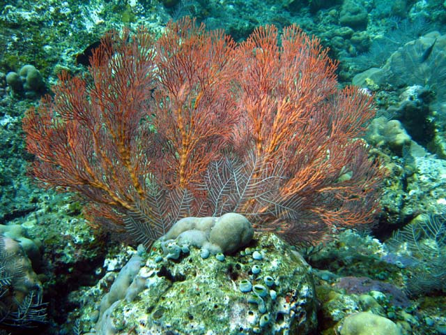 Gorgonian sea fan (possibly Mopsella sp.)