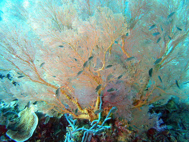 Knotted fan coral (Melithaea ochracea)