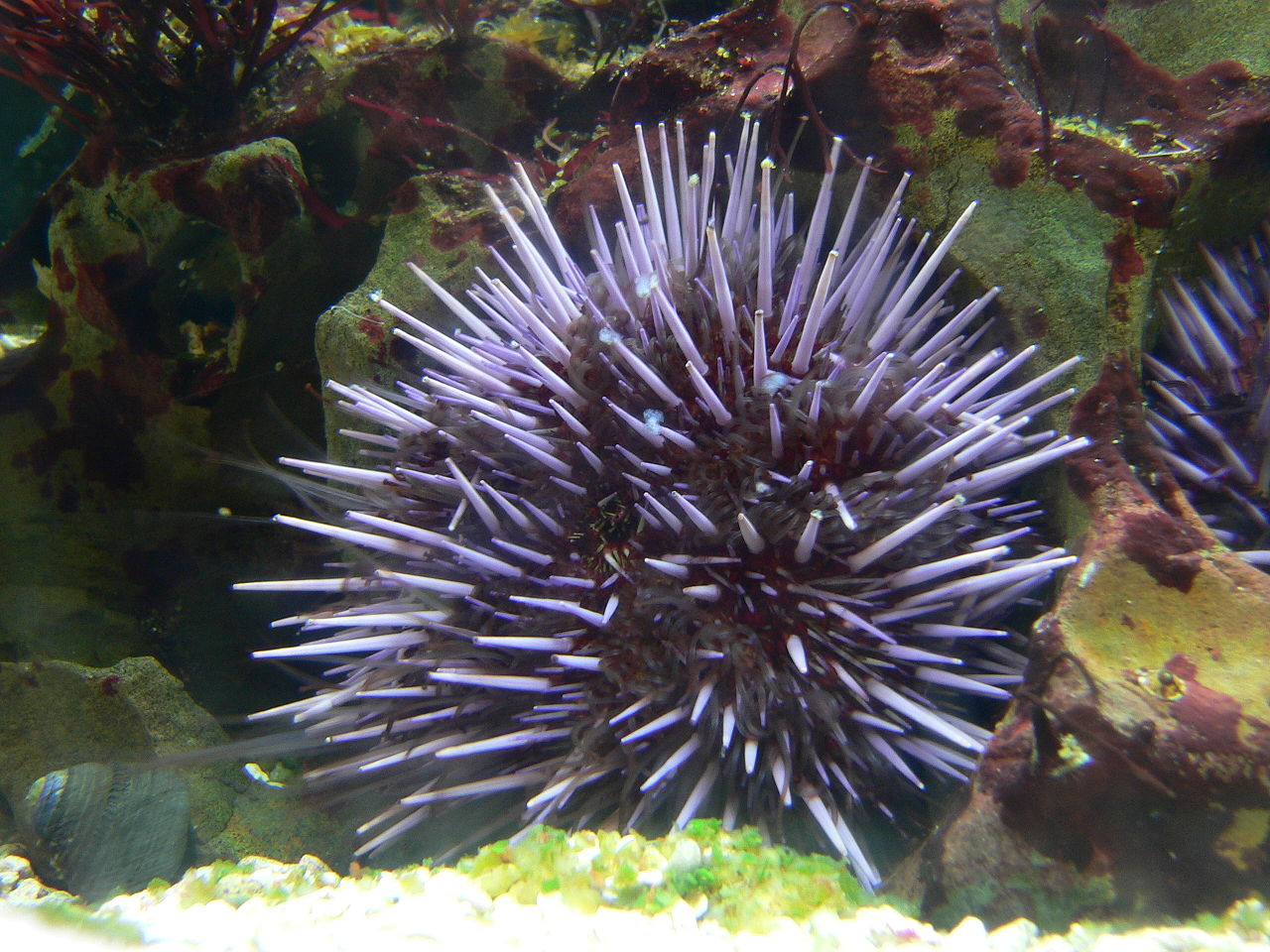 Strongylocentrotus purpuratus (Purple sea urchin)