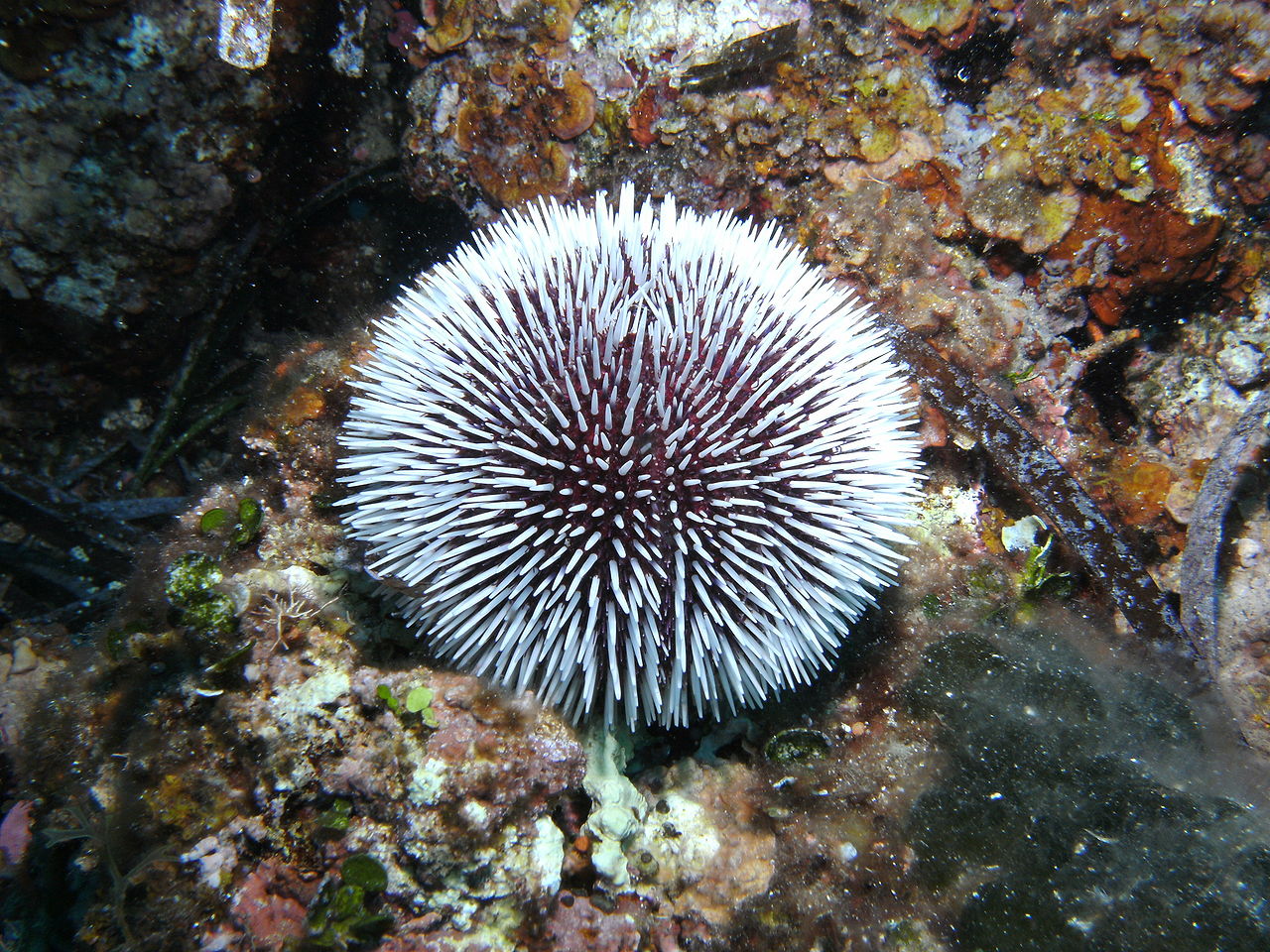 White Sea Urchin (Sphaerechinus granularis)