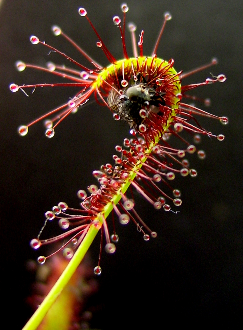 Leaf and tentacle movement on Drosera capensis