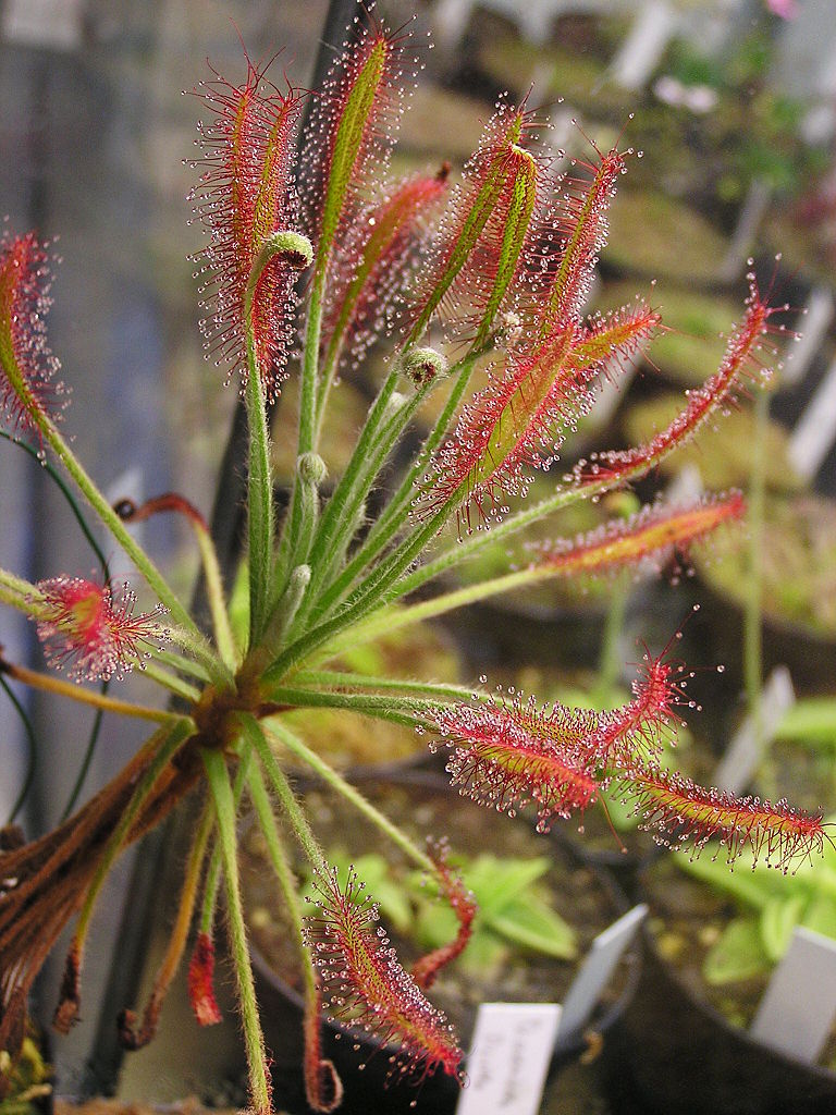 Drosera chrysolepis (plant)