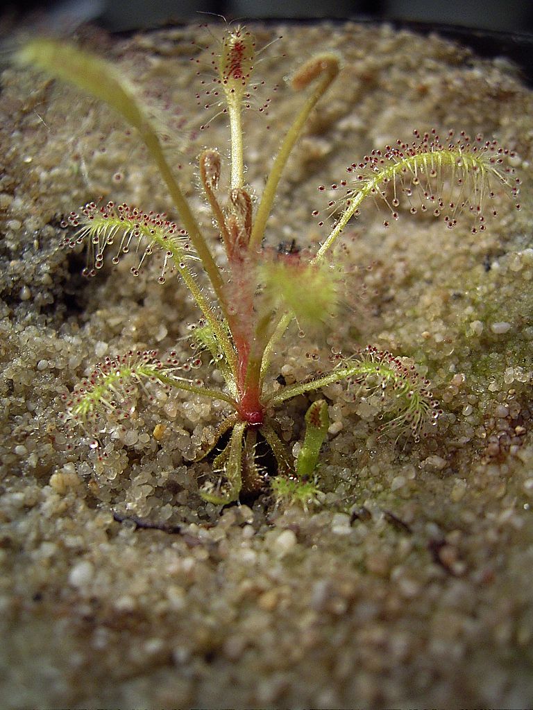 Drosera longiscapa habitus (juvenile plant)