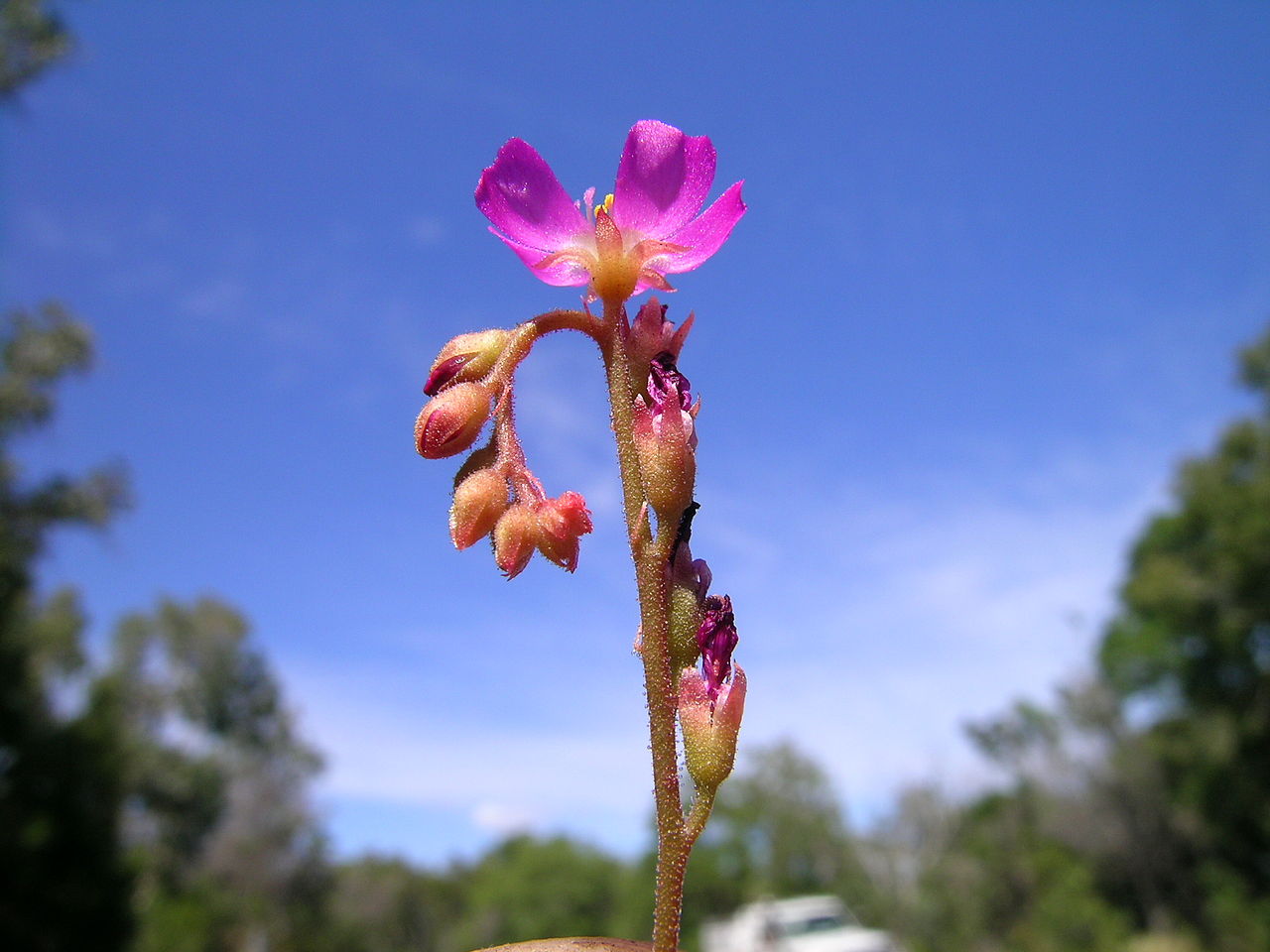 Flower of Drosera spatulata