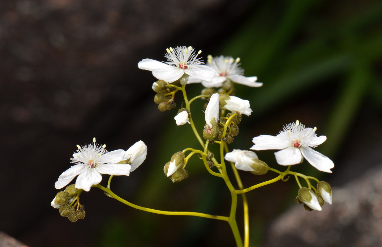 Drosera pallida blossoms