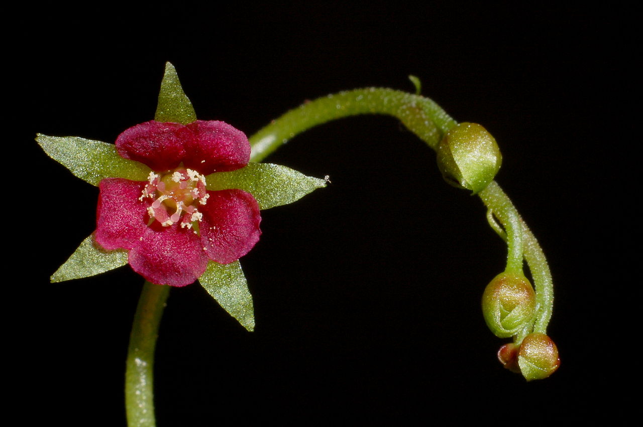 Flower of Drosera prolifera