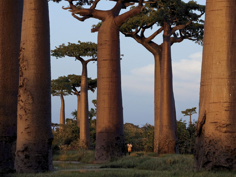 Madagascar Baobab Trees