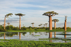 Grandidier's Baobab (Adansonia grandidieri), near Morondava, Madagascar