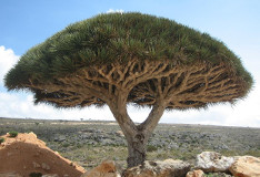 Dracaena cinnabari (Dragon's Blood Tree)