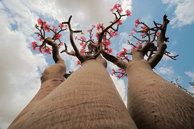 Desert Rose Bottle Tree blossoms
