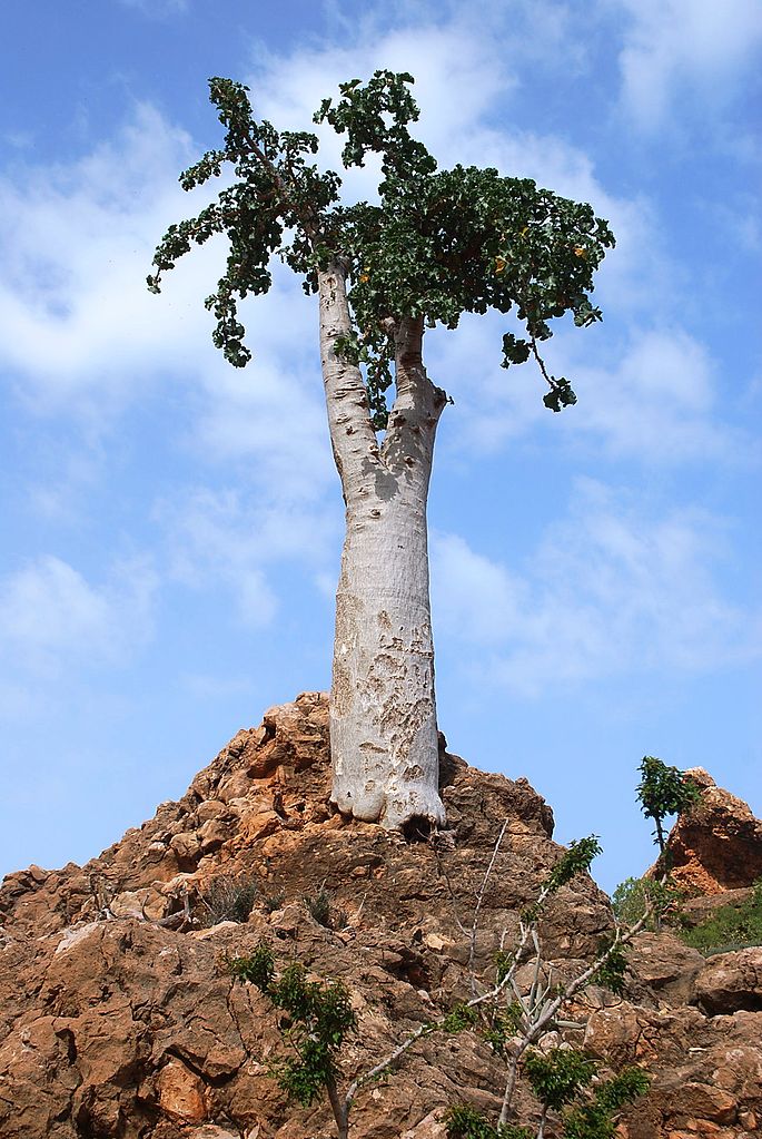 Dendrosicyos socotranus, the cucumber tree