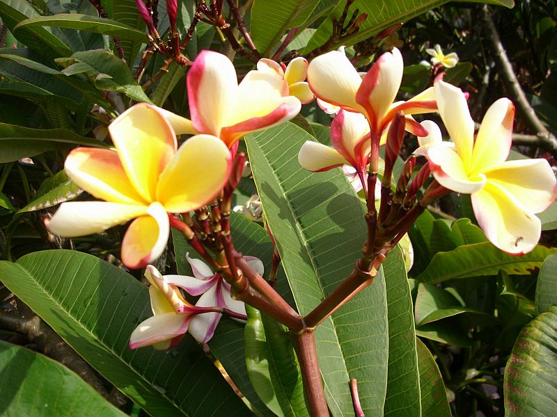 Nicaragua white frangipani