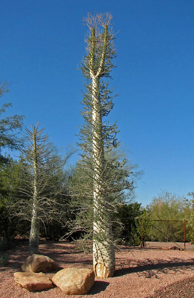 Boojum tree (Fouquieria columnaris), Desert Botanical Garden, Phoenix, Arizona, USA