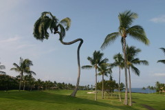 Coconut Palm at Big Island of Hawaii