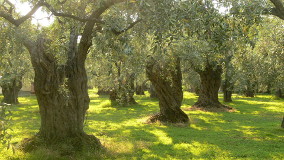 Olive trees on Thassos, Greece