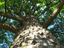 Ceiba speciosa (Paineira rosa)