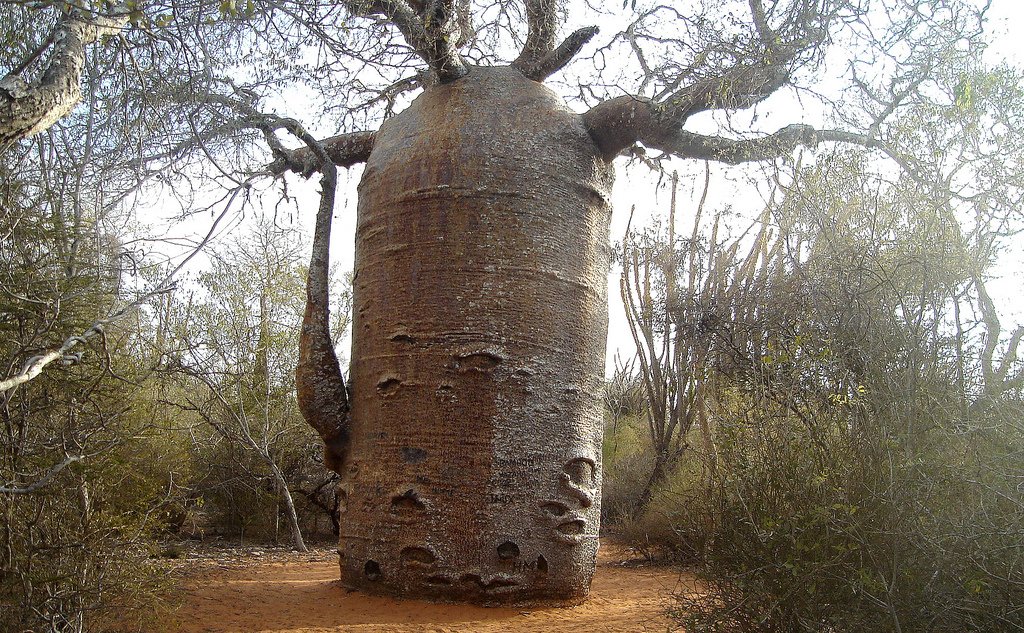 The 'Teapot'. Ancient Baobab in spiny forest at Rena la Botanical park.