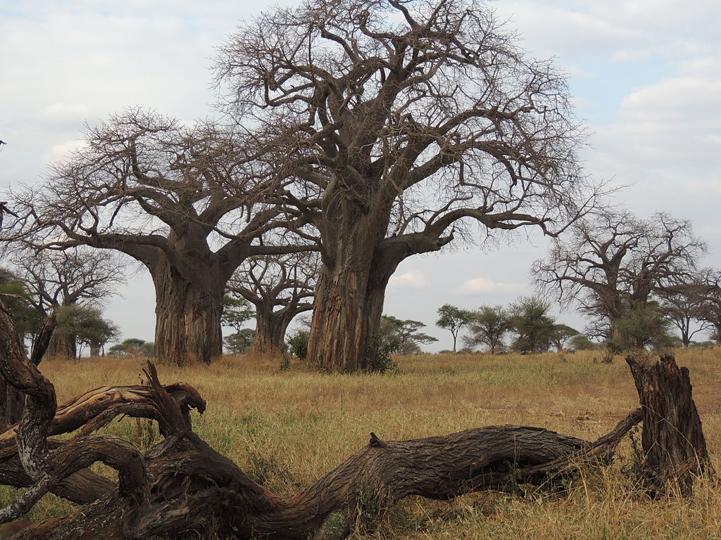 Adansonia digitata - baobabs