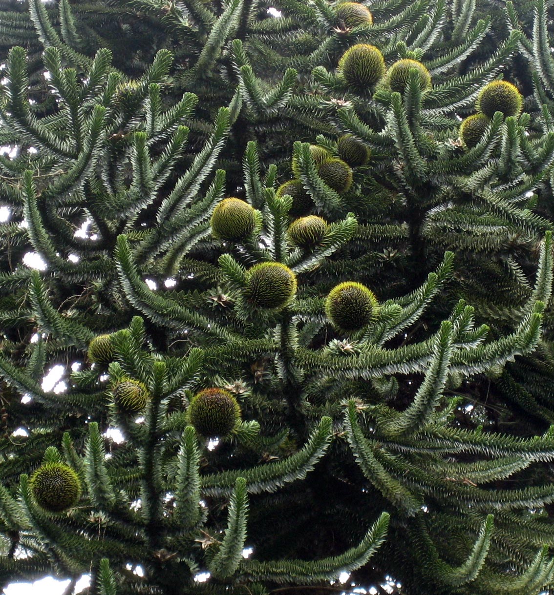 Araucaria araucana Female cones