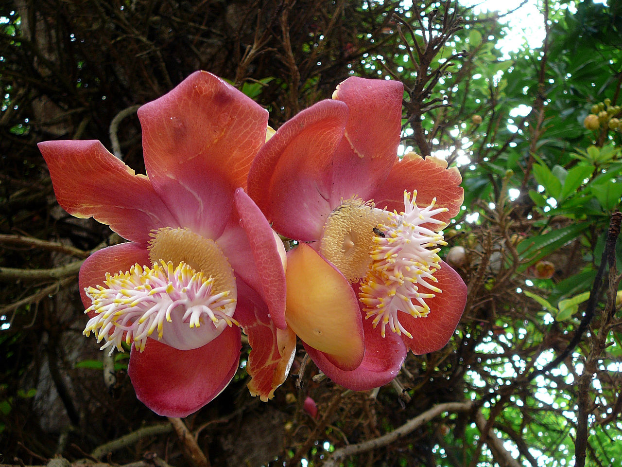 Cannonball tree Flowers