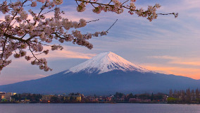 Mount Fuji cherry blossoms