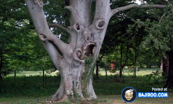 Most Funny Trees on Earth