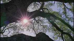 Sun-light Tree of Life