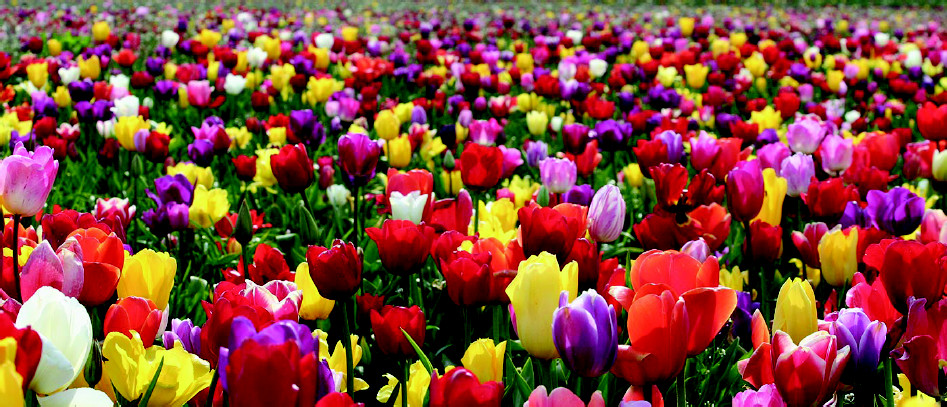 Ottawa Field of tulips