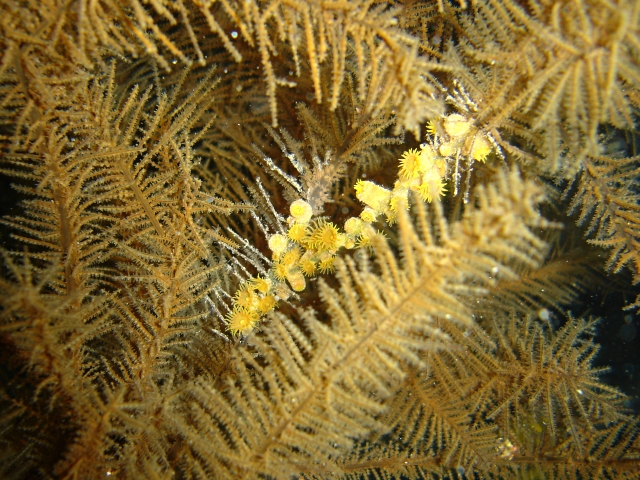 Savalia savaglia (False black corals)