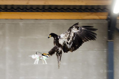 An eagle is seen gliding straight toward a drone