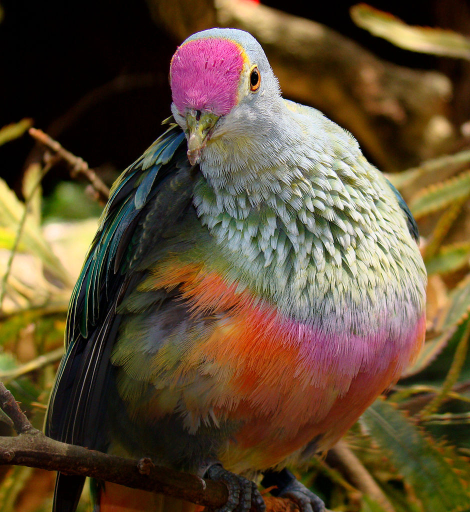 A Rose-crowned Fruit Dove