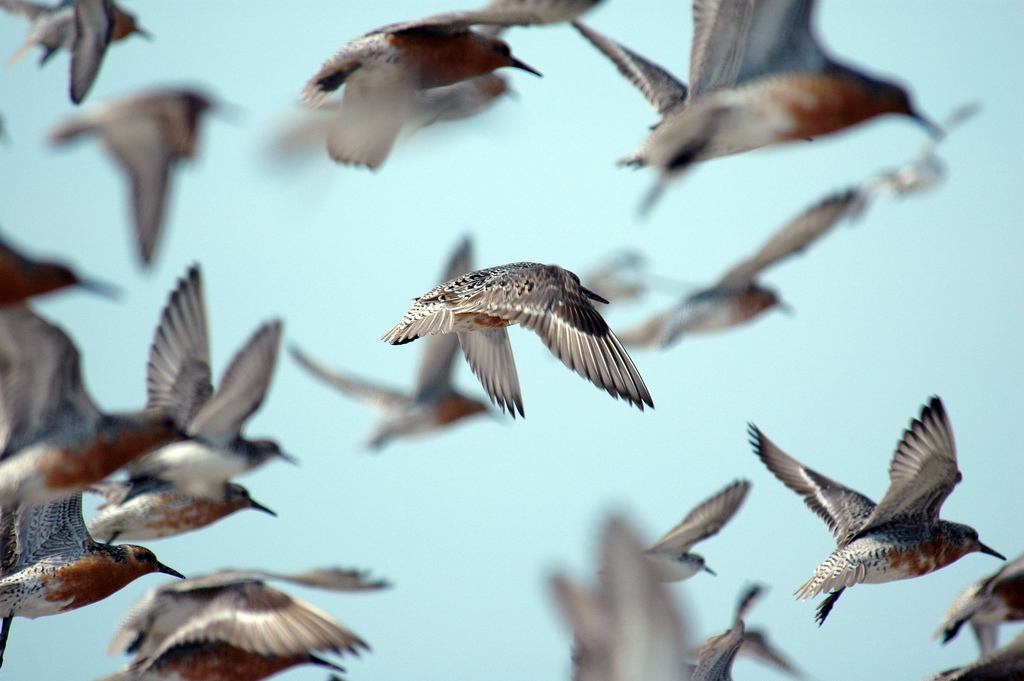 Red knot in flight