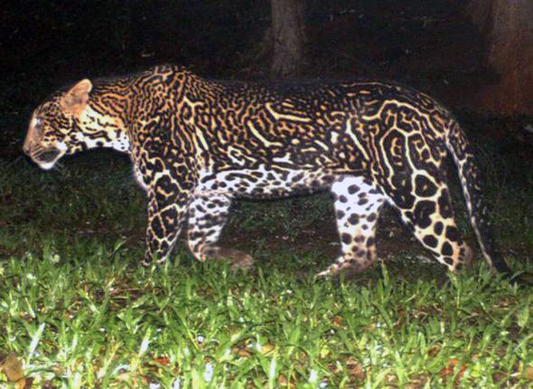King leopard