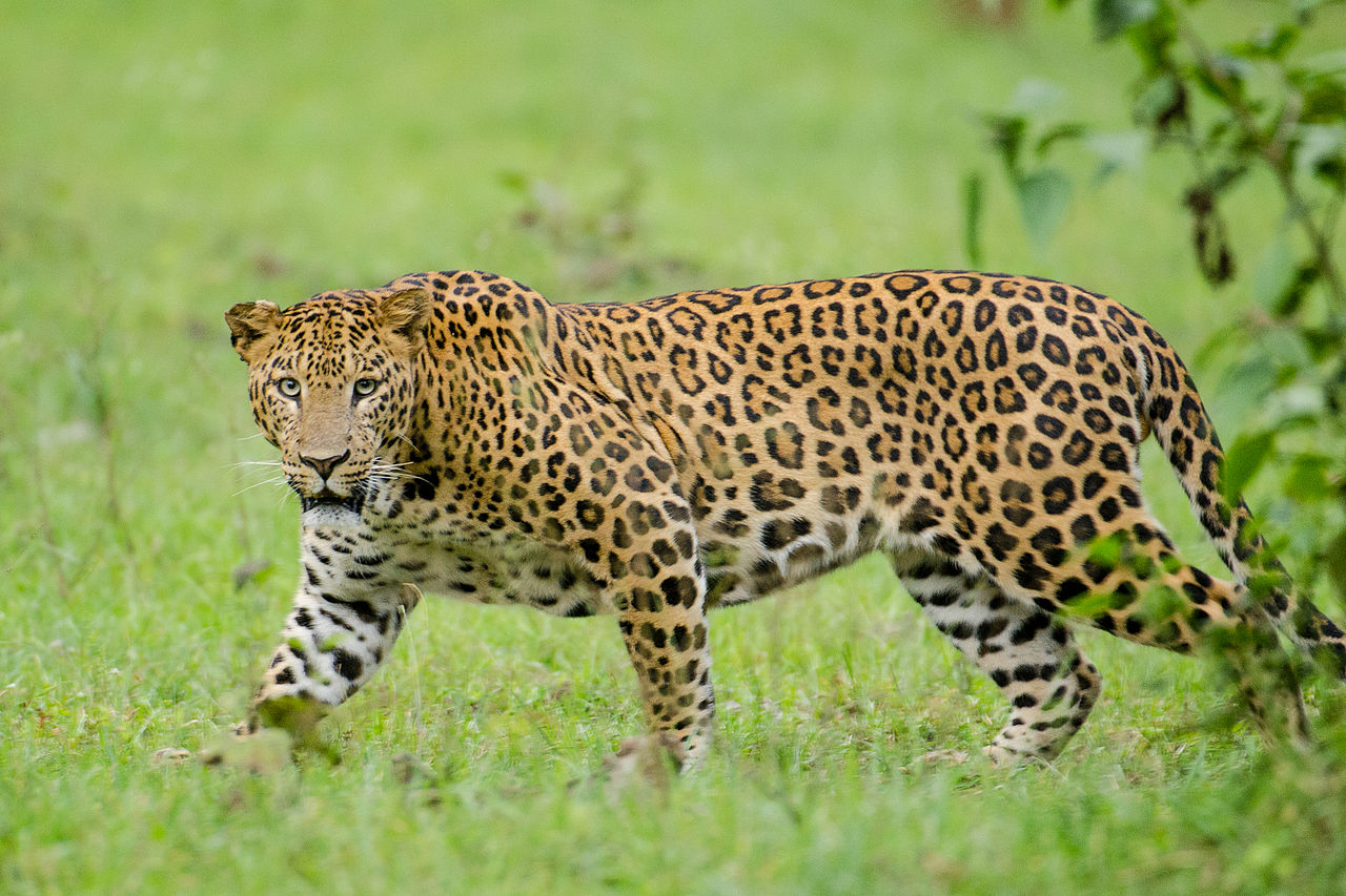 Indian leopards