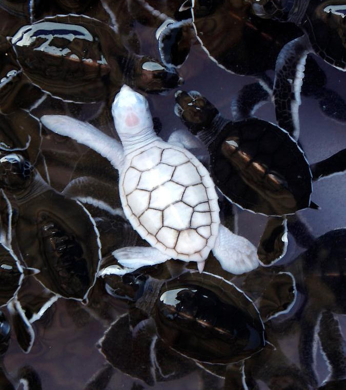 Albino sea turtle