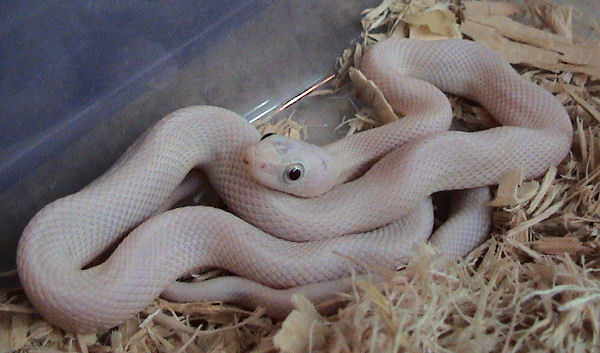 Leucistic Texas rat snake (Elaphe obsoleta)